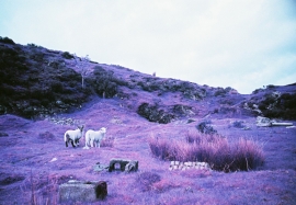 Mountain Sheep, Llanllwni