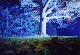 Nighttime photo of a tree uplit in blue light